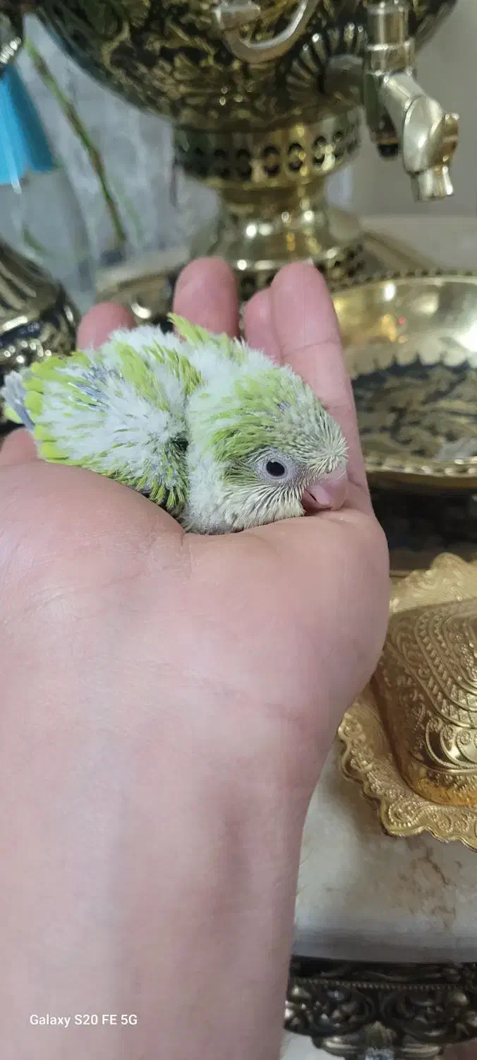 راهب پسته ای سرلاکی|پرنده|اصفهان, آزادان|دیوار