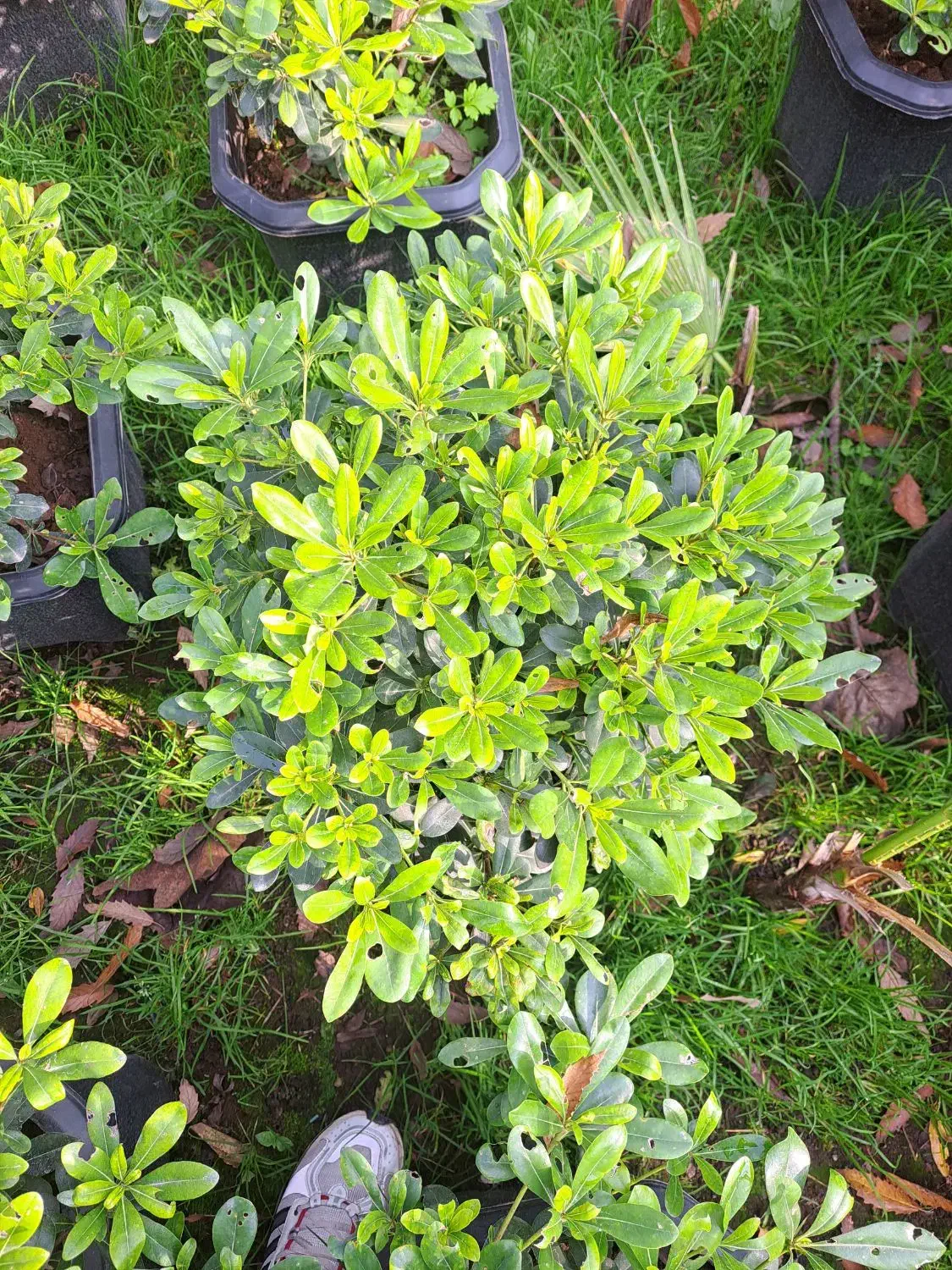 پیتسپروم.پالم.نوئل.یوکا|گل و گیاه طبیعی|کلاچای, |دیوار