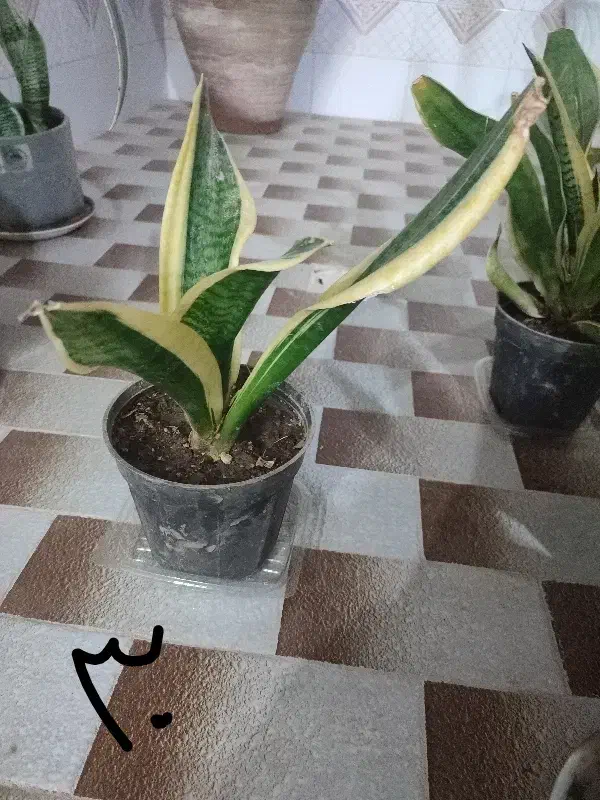 تعدادی گل ارزان|گل و گیاه طبیعی|میبد, |دیوار