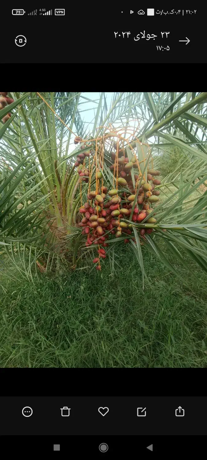 درخت خرما|خدمات باغبانی و درختکاری|یزد, |دیوار