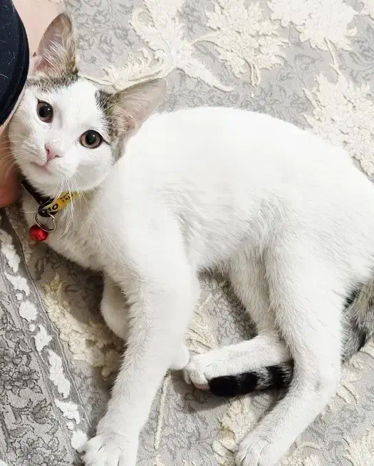 بچه گربه میکس|گربه|ارومیه, |دیوار