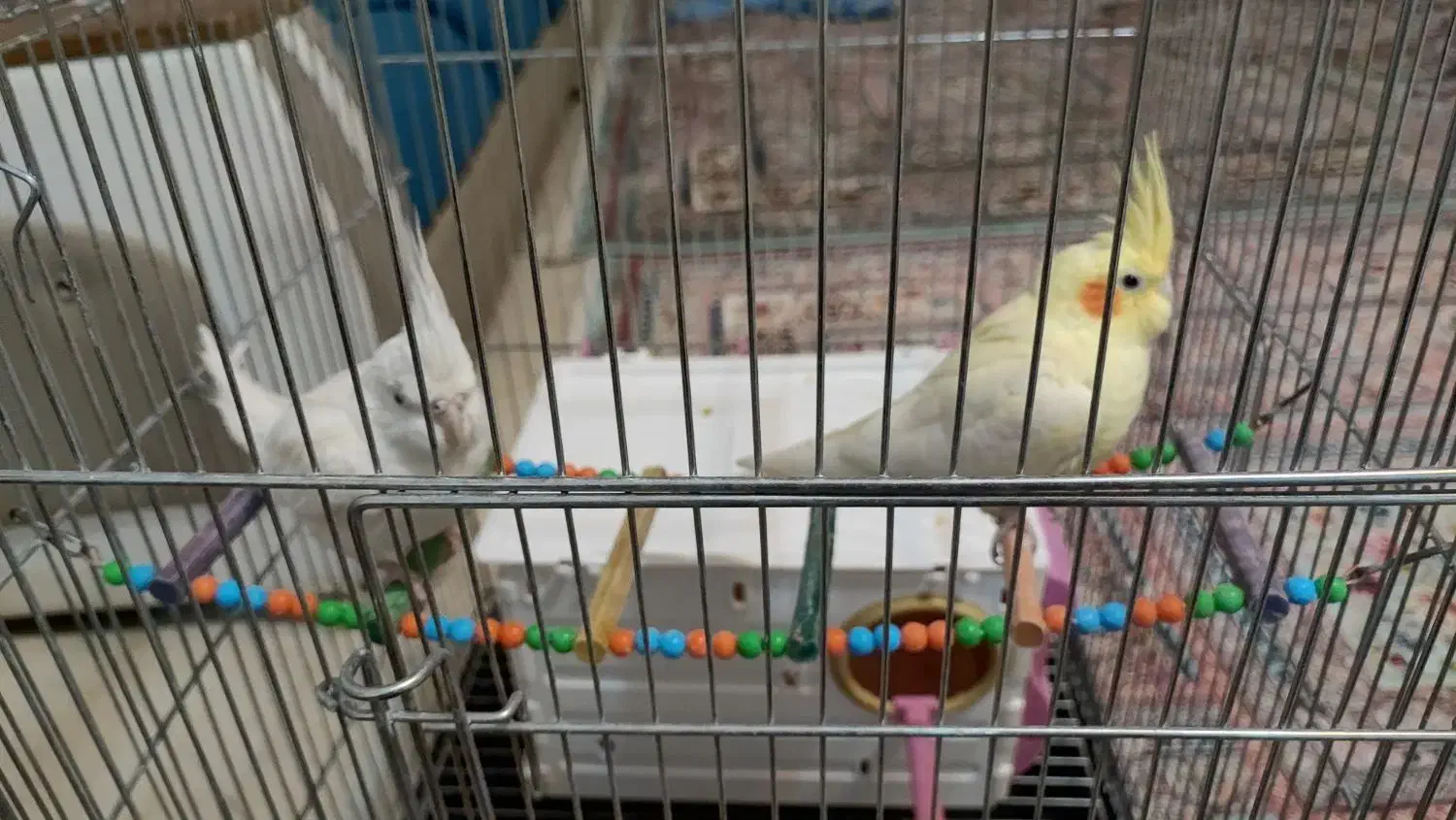 عروس هلندی|پرنده|شهرکرد, |دیوار