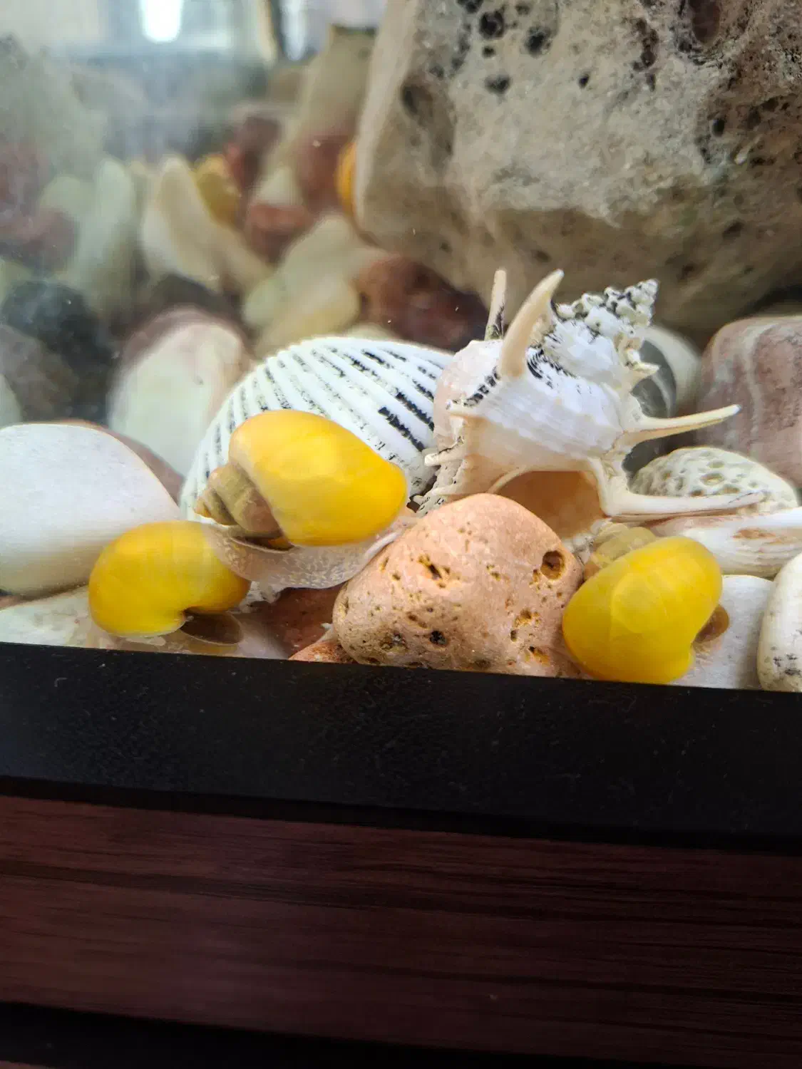 فروش حلزون سیب اندازه یک بند انگشت|خزنده|شیراز, قصرالدشت|دیوار