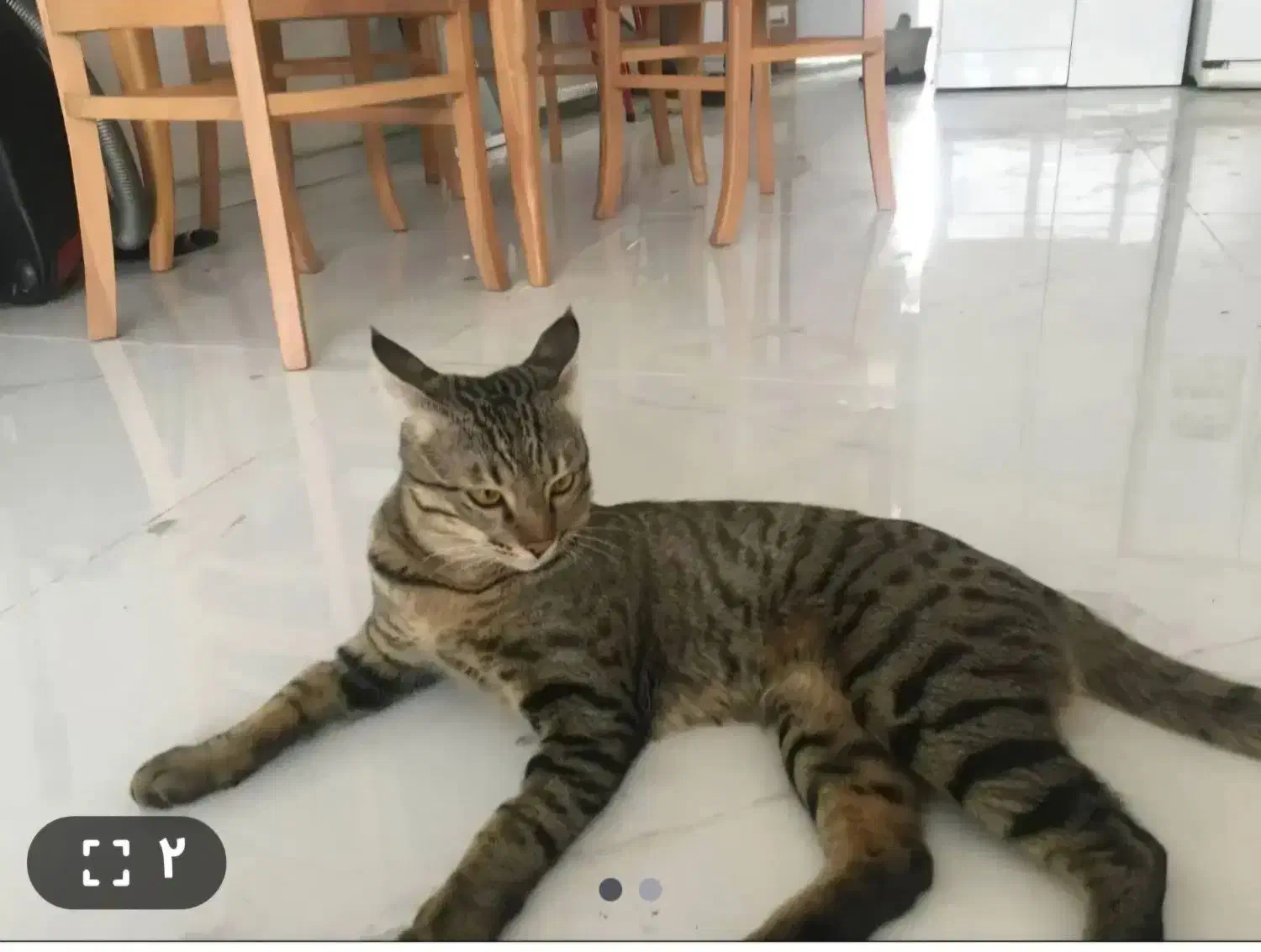 حیوان خانگی|گربه|قم, باغ کرباسی|دیوار