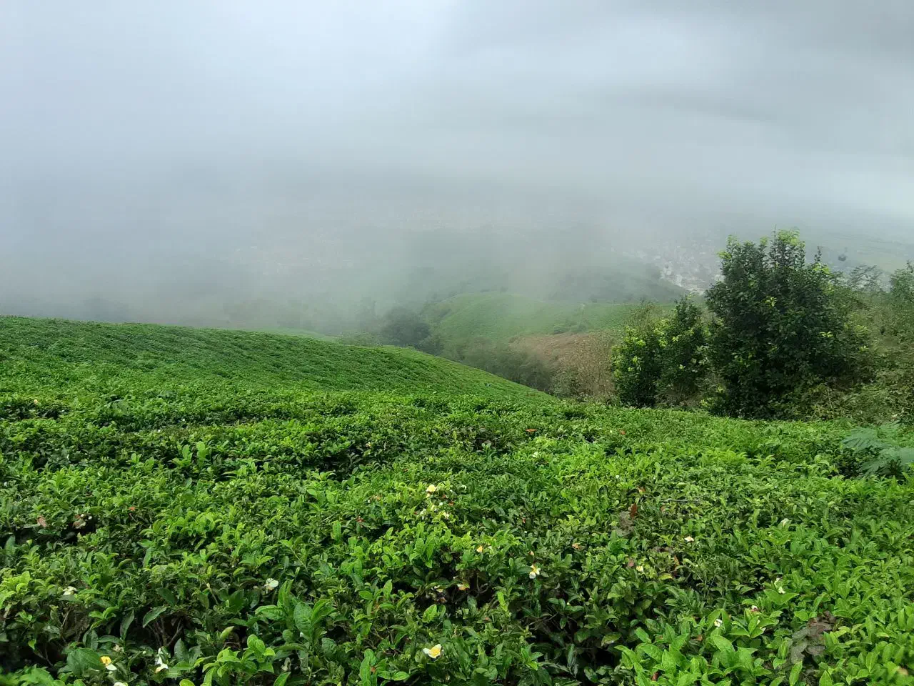 نیاز به راهنمایی|فعالیت داوطلبانه تحقیقاتی|تهران, زعفرانیه|دیوار