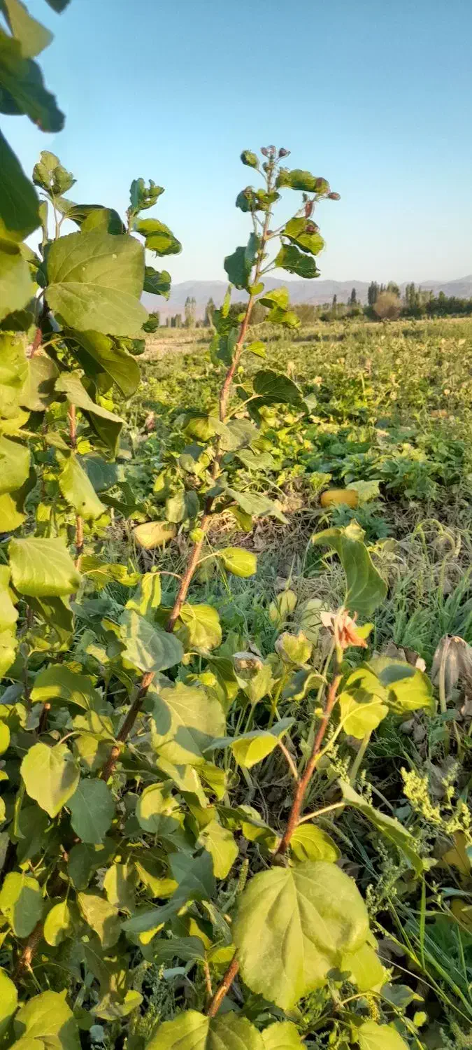 زمین حاصلخیز کشاورزی مابین ویشلق علیا و کردشین|فروش دفتر صنعتی، کشاورزی، تجاری|ایواوغلی, |دیوار