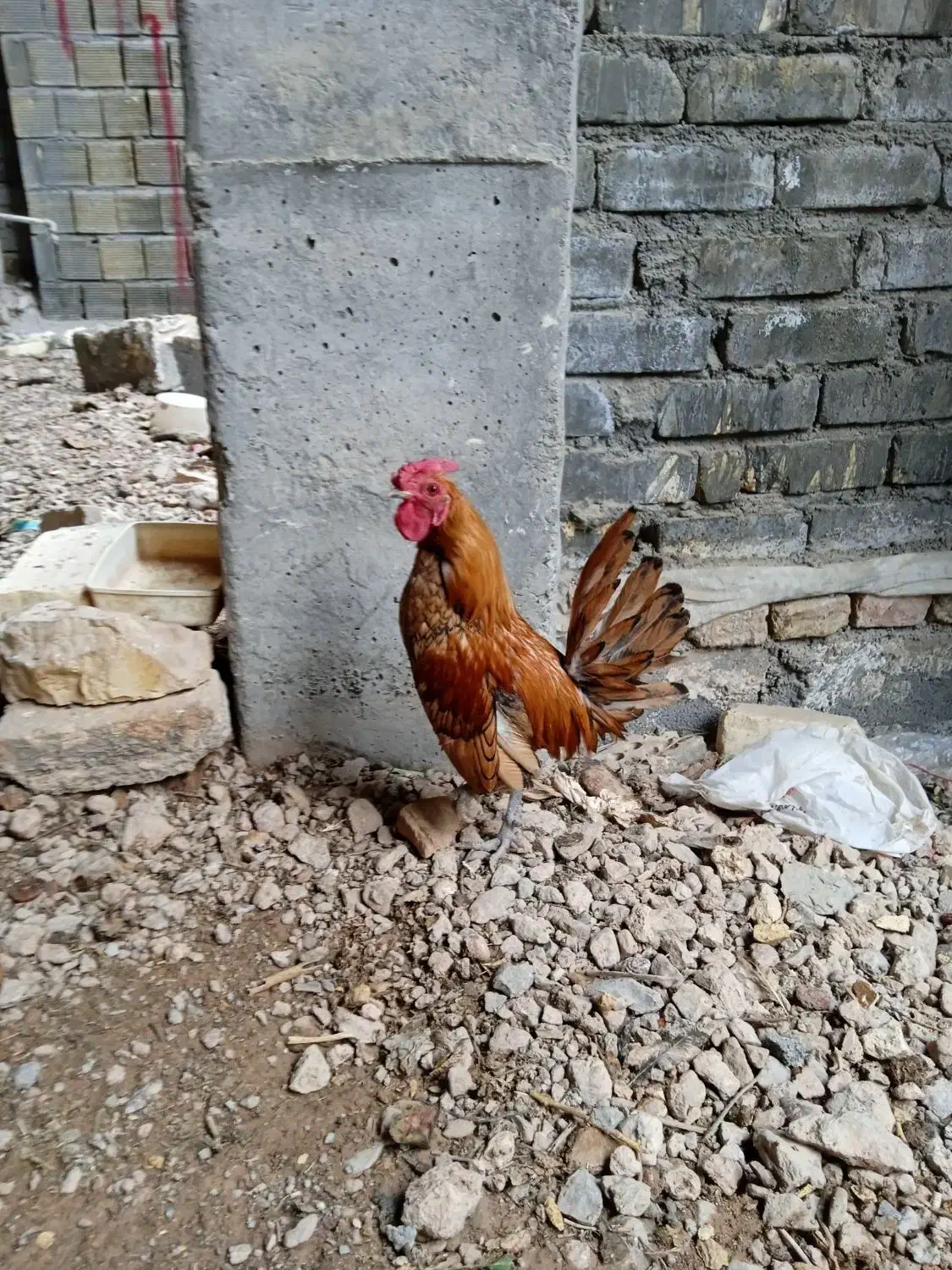 مرغ و خروس مینیاتوری|پرنده|برخوار, |دیوار