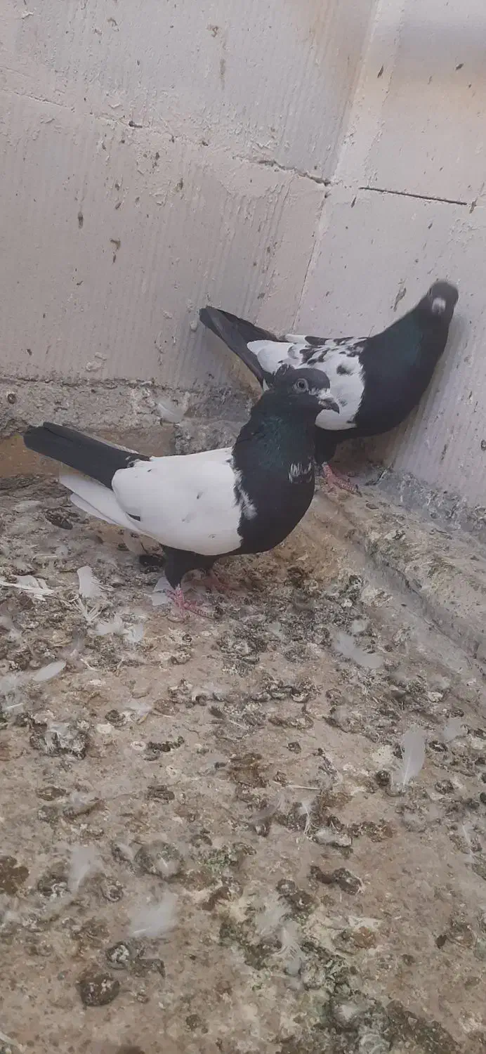 کبوتر سینهای|پرنده|شاهنجرین, |دیوار