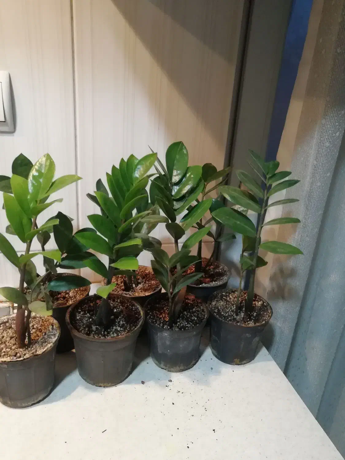 زاموفیلیا گل آپارتمانی|گل و گیاه طبیعی|شهریار, شهرک شاهد|دیوار