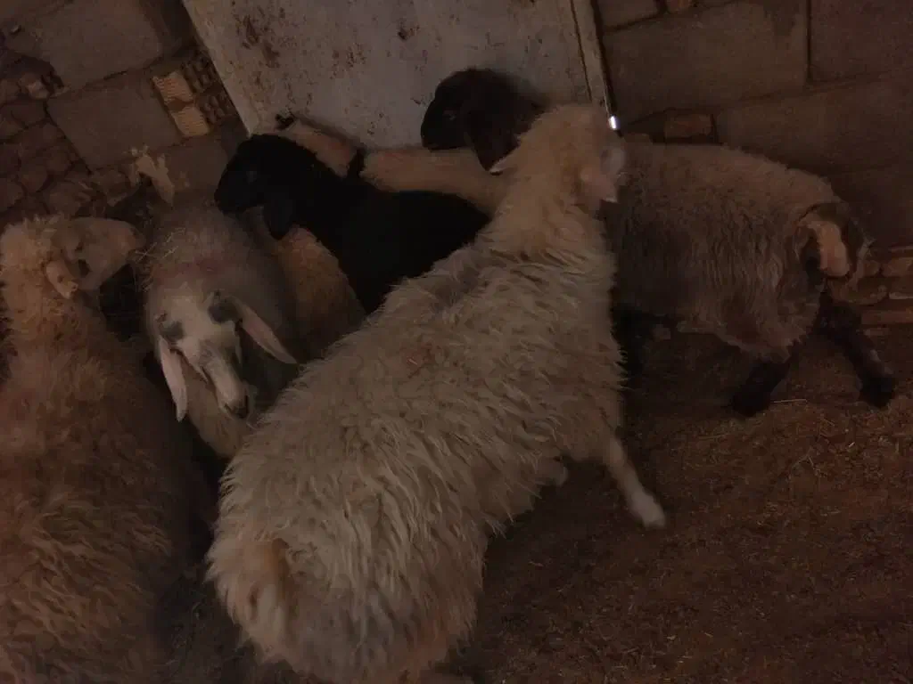 میش و بره|حیوانات مزرعه|شهرکرد, |دیوار