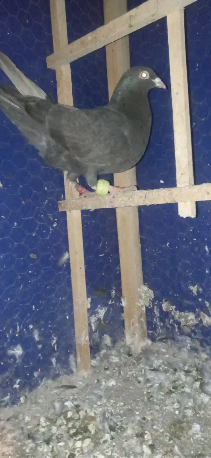 حیون جونه|پرنده|نیشابور, بنیاد شهید|دیوار