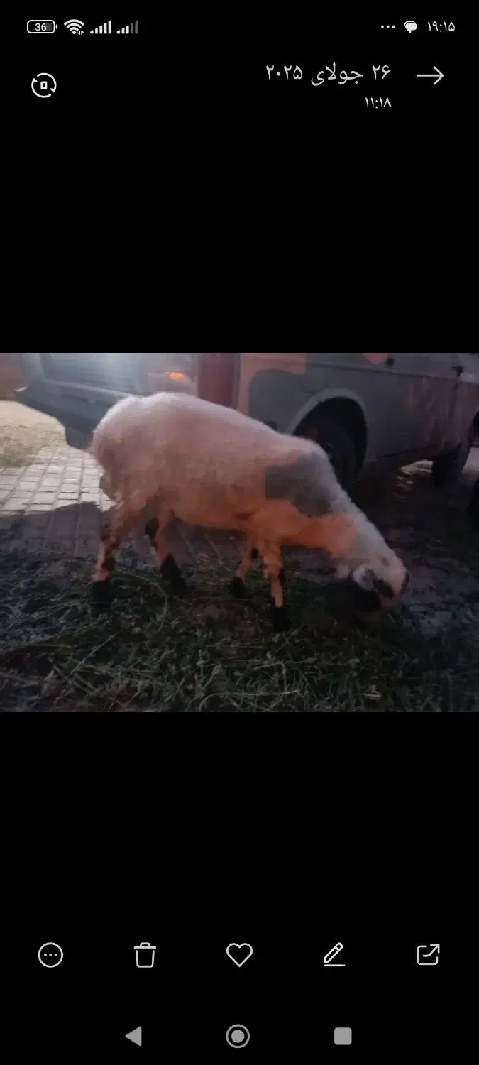 گوسفند گیسه رشتی و بره گیسه ابستن از قوچ هترو|حیوانات مزرعه|نرماشیر, |دیوار