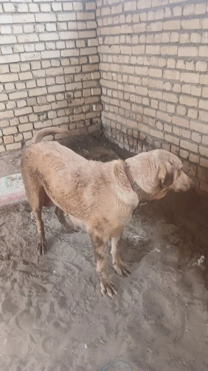 سگ پژدر|سگ|کاشان, کارگر|دیوار