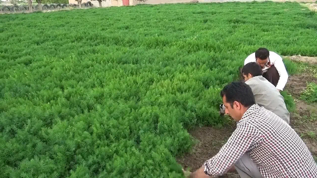 شوید باغی درجه یک|خدمات باغبانی و درختکاری|شاهرود, |دیوار