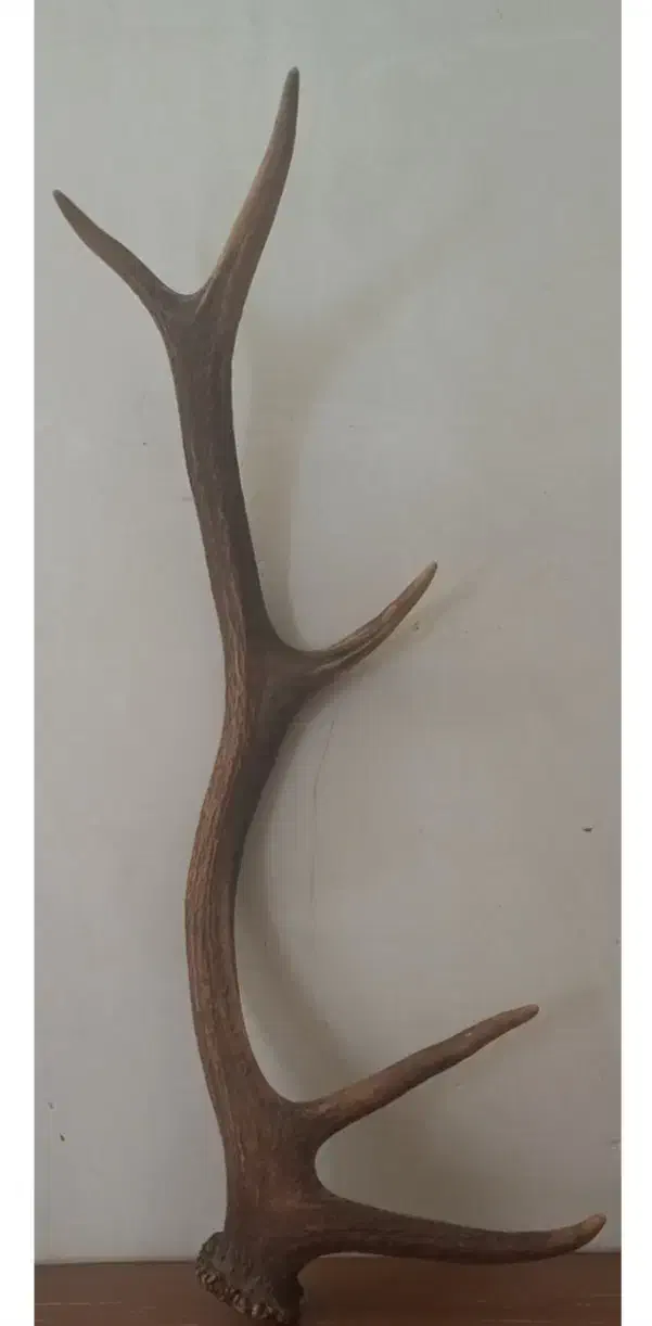 عتیقه و کلکسیونی|کلکسیون اشیاء عتیقه|شاهرود, |دیوار