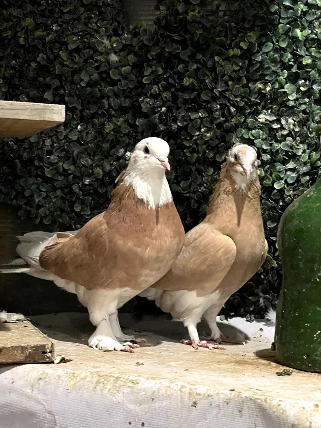 کفتر شازده زرد|پرنده|تهران, پونک|دیوار