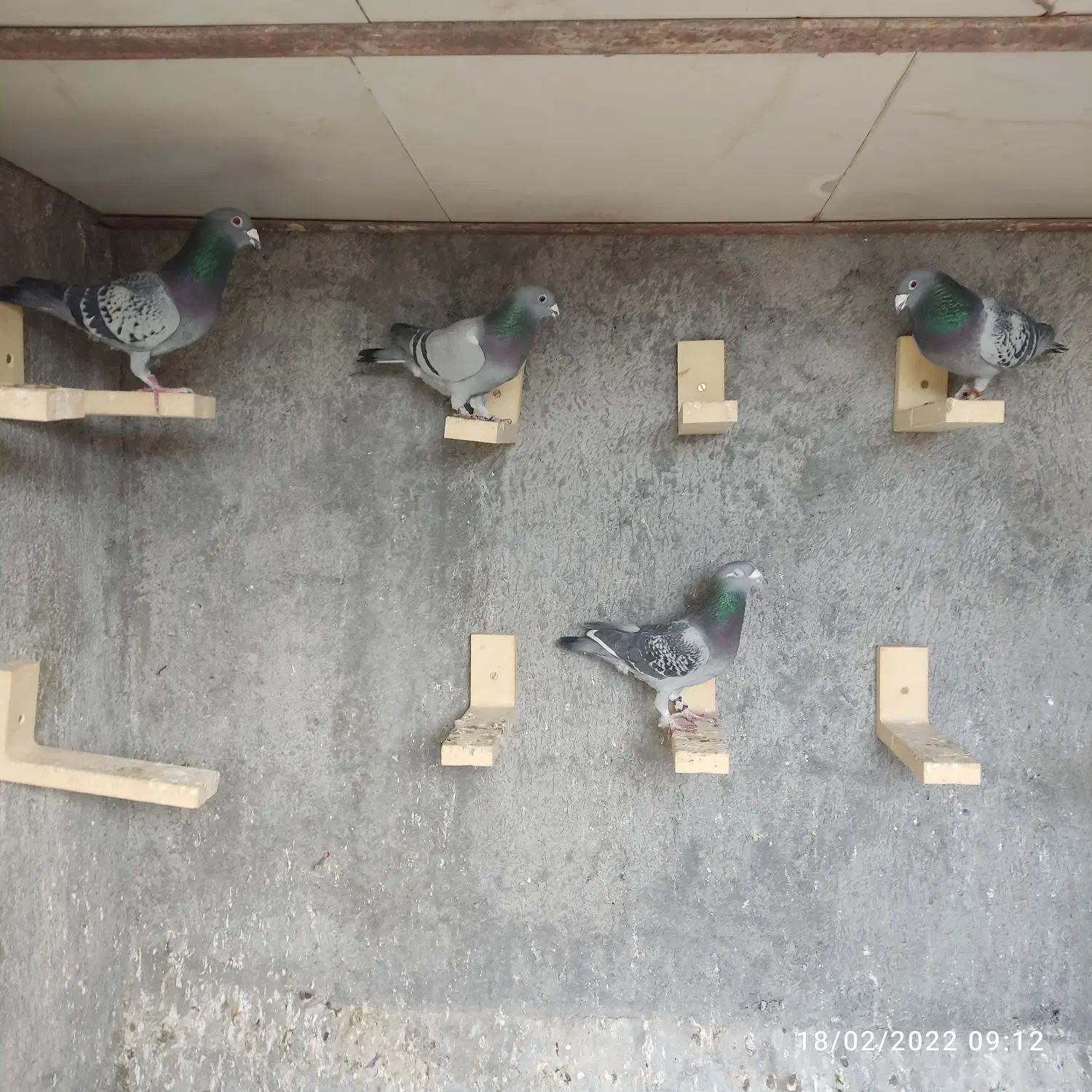 کبوتر پلاکی مسافتی|پرنده|مبارکه, |دیوار