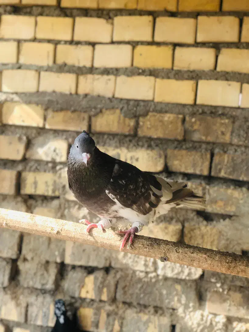 کبوتر کلیی|پرنده|سوسنگرد, |دیوار