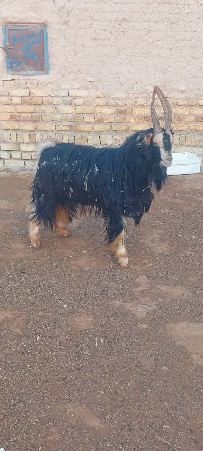 بزغاله دوبری|حیوانات مزرعه|کمیجان, |دیوار