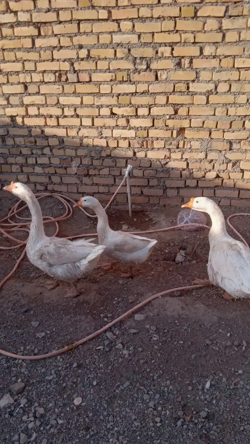 قوغاز اکراینی لیندا|حیوانات مزرعه|نیشابور, خیام|دیوار