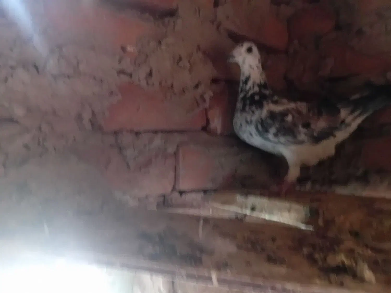 کفتر .. کبوتر|پرنده|زهان, |دیوار