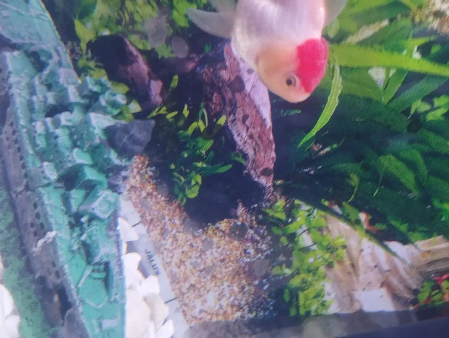 یک جفت ماهی گلد فیش معاوضه هم دارن|ماهی|اردبیل, |دیوار