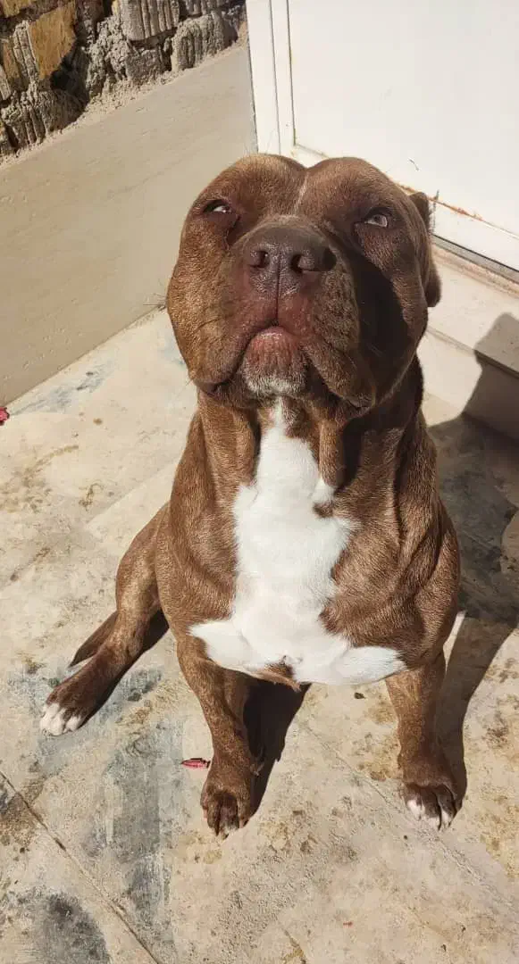 سگ پیتبول|سگ|یزد, |دیوار