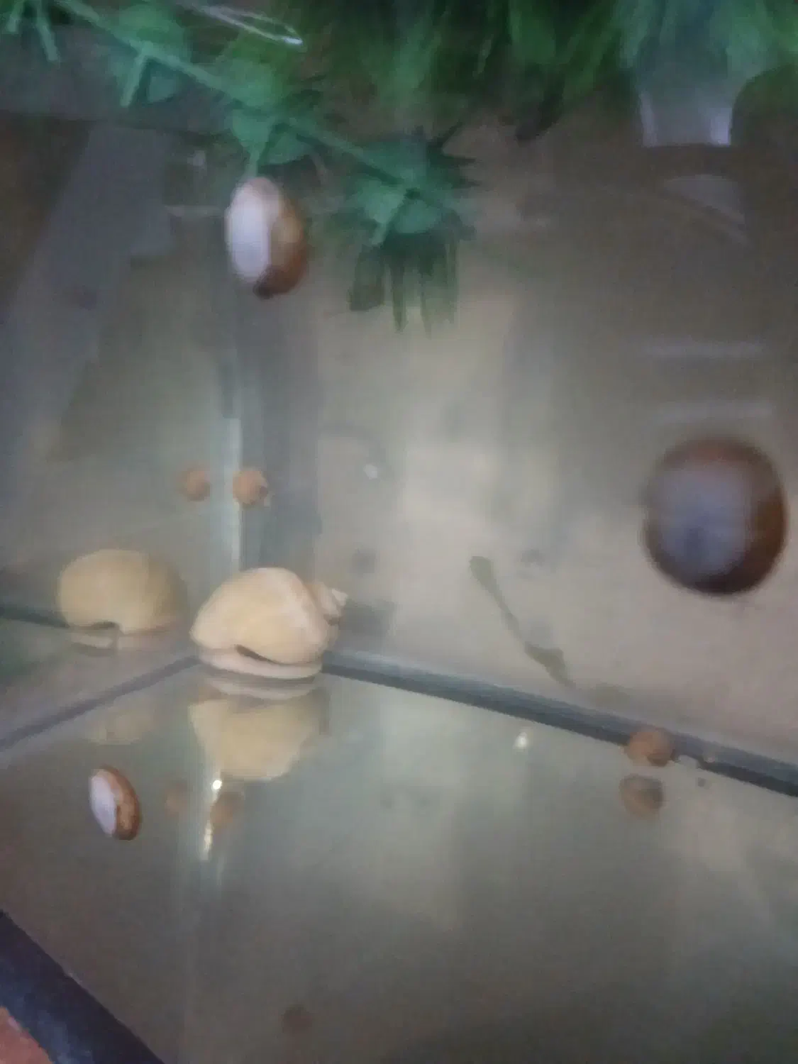 حلزون سیب|خزنده|تهران, لویزان|دیوار