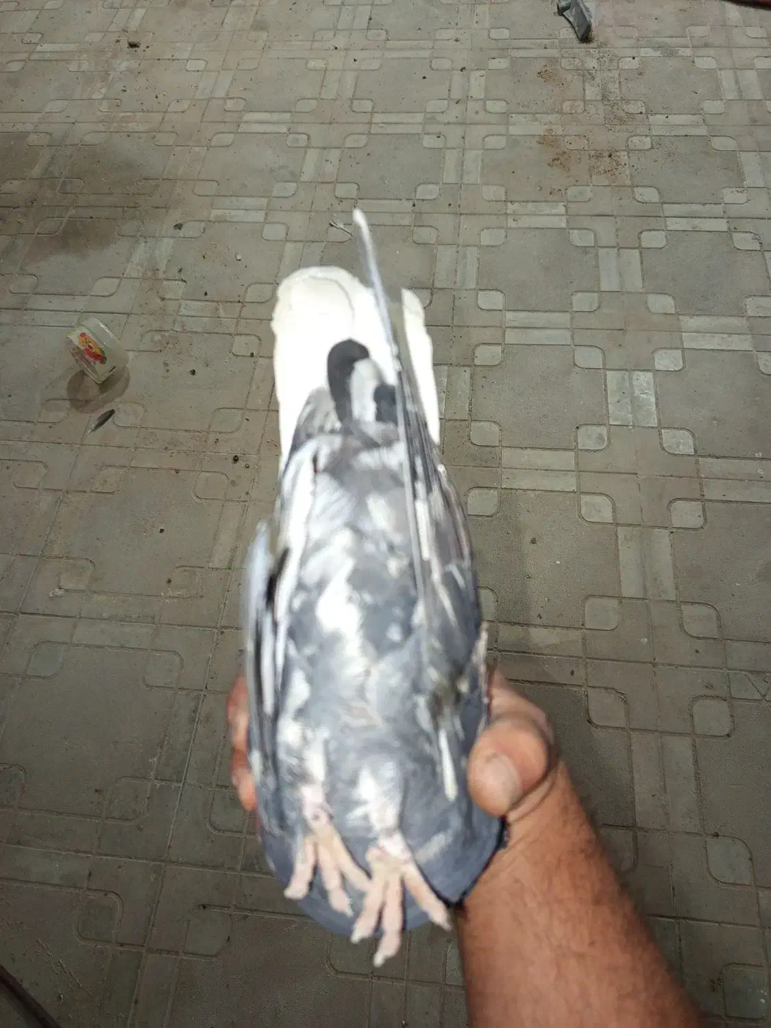 سرور دم سفید سینه سیاه|پرنده|داراب, |دیوار