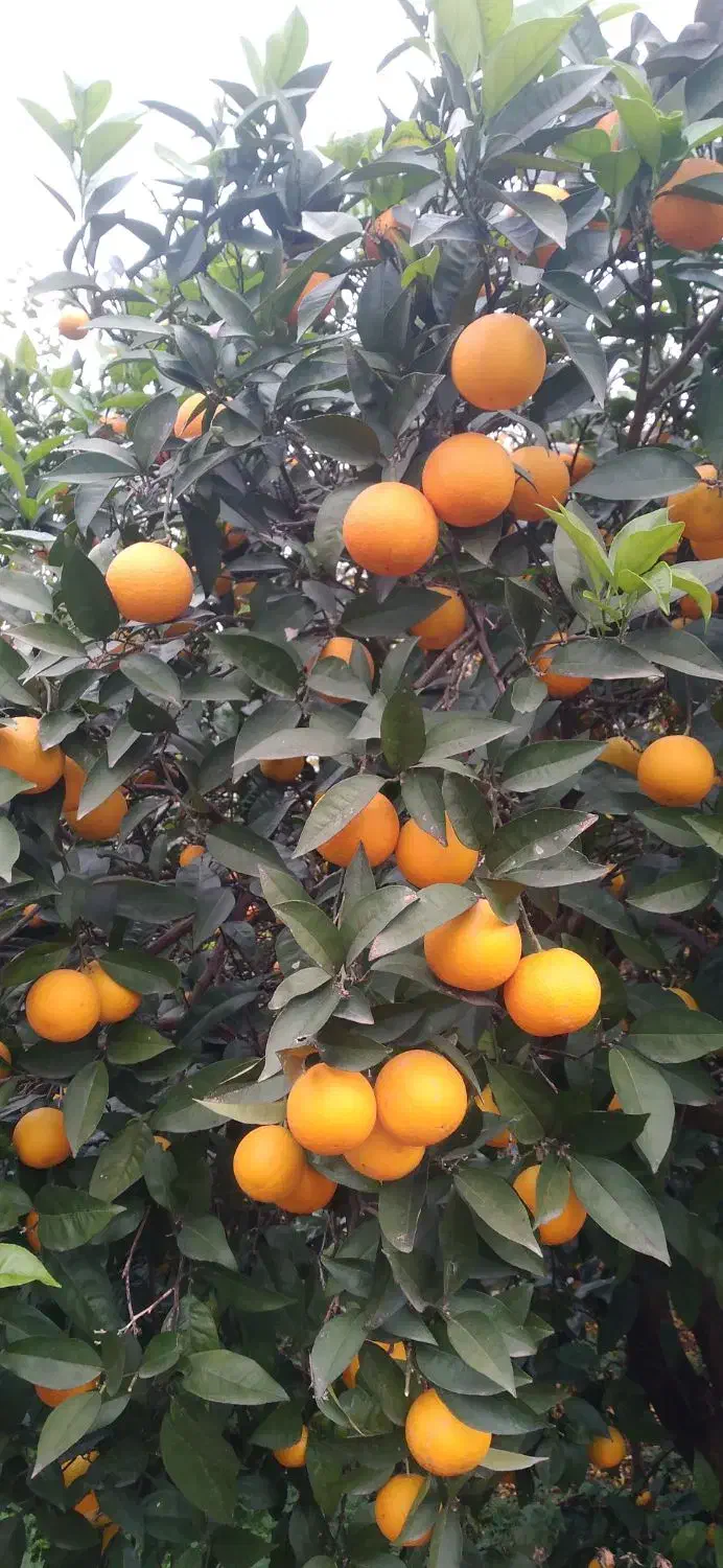 پرتقال محلی جنگلی|خوردنی و آشامیدنی|چابکسر, |دیوار