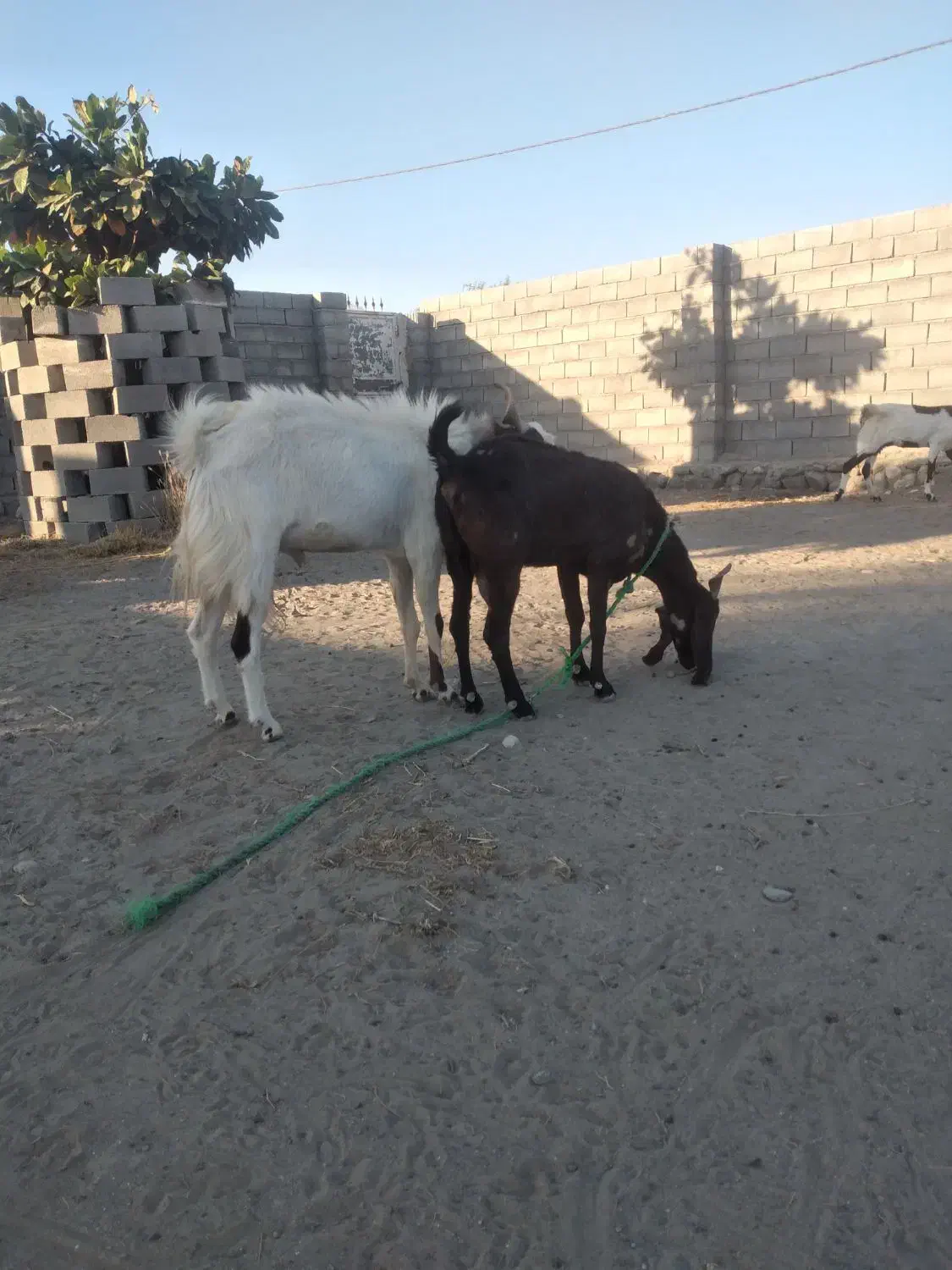 دو عدد بز پاکستانی|حیوانات مزرعه|شمیل, |دیوار