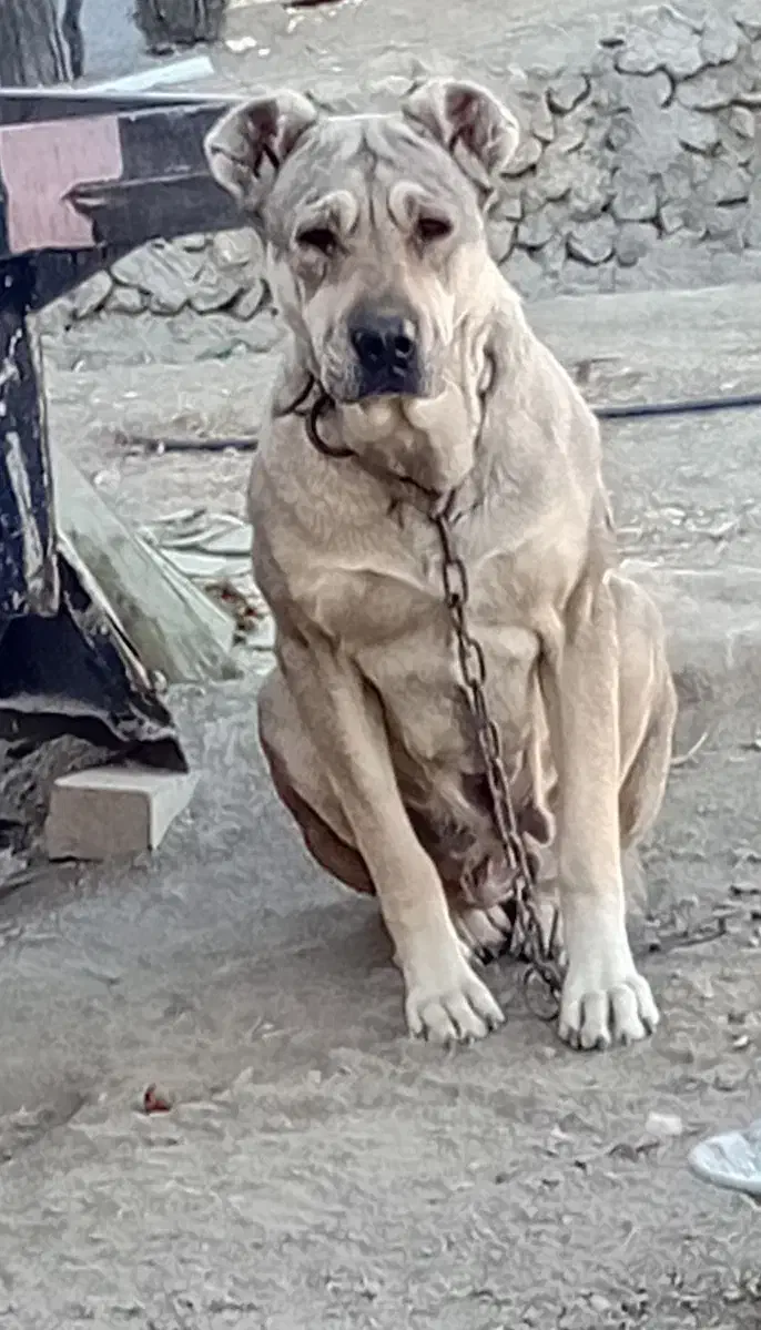 واگذاری|سگ|ملایر, |دیوار