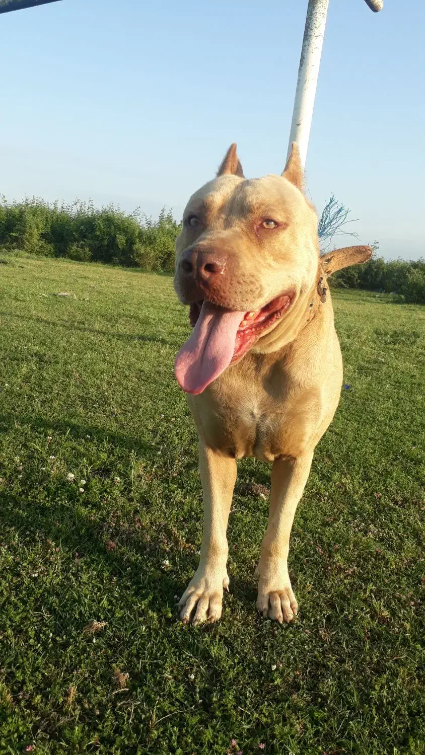 سگ گمشده|سگ|بندر انزلی, سید آسیه|دیوار