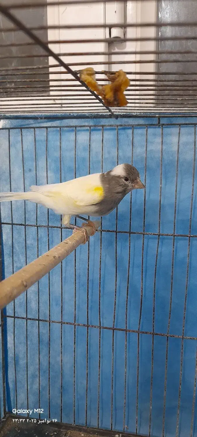 قناری نر بخون|پرنده|بندرعباس, |دیوار