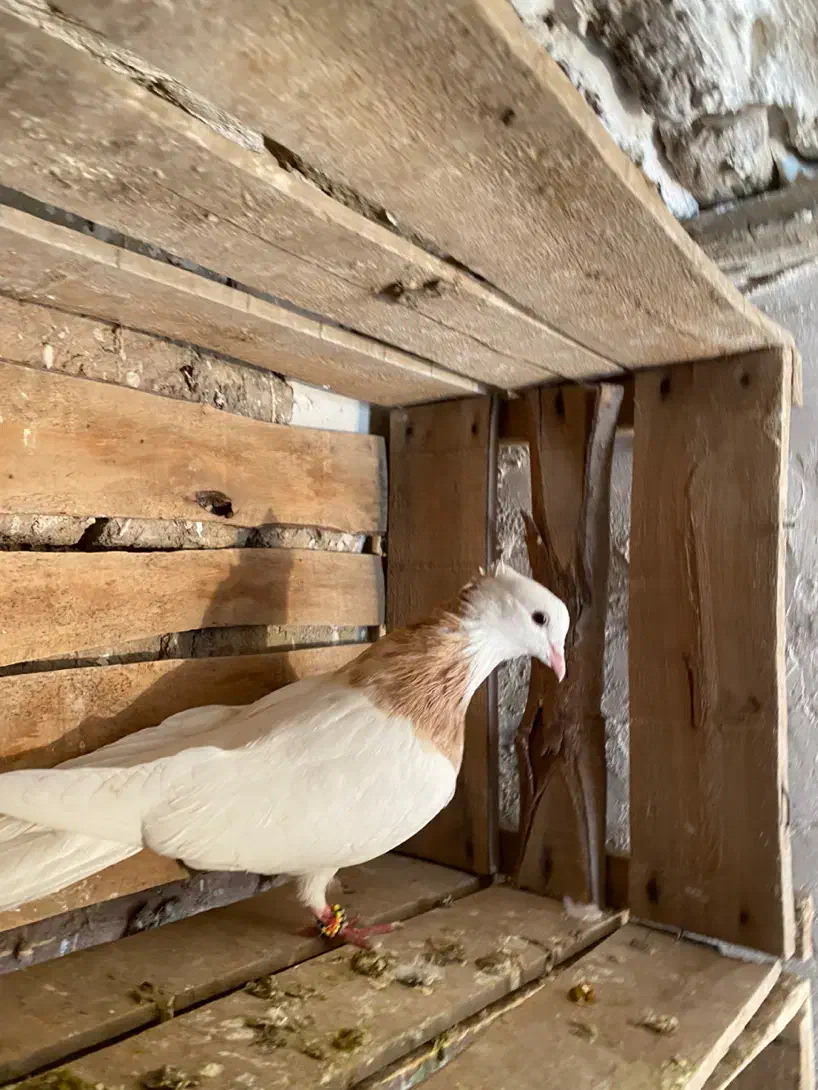 طوقی زرد نر خالدار|پرنده|میاندوآب, |دیوار