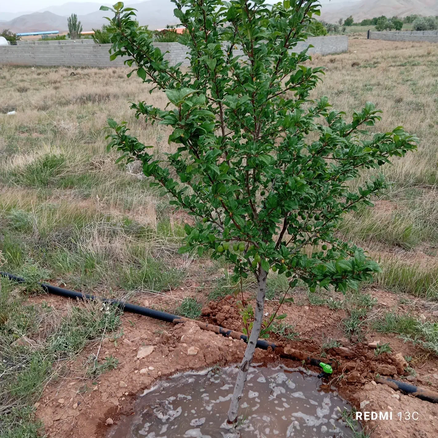 باغ در مزرعه امند 15دقیقه راهه از تبریز|فروش خانه و ویلا|صوفیان, |دیوار