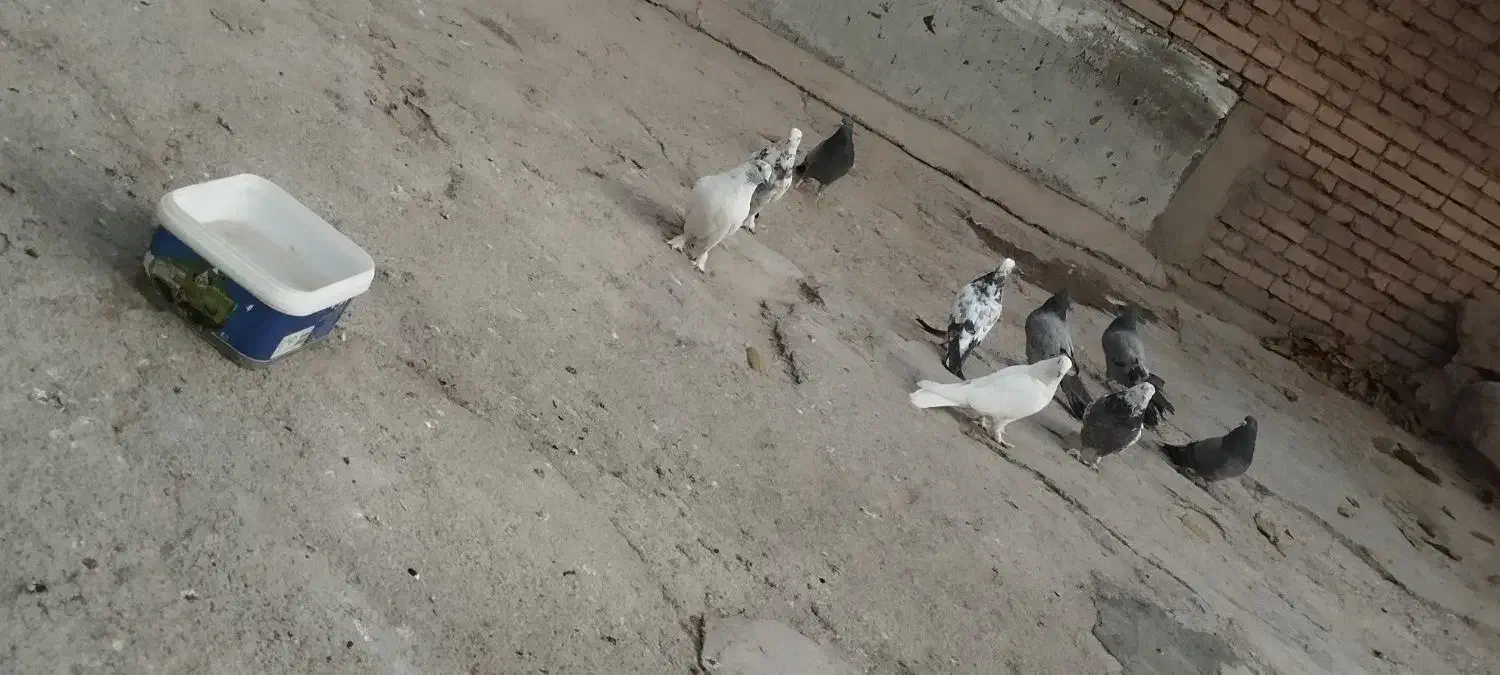 کبوتر|پرنده|فارسان, |دیوار