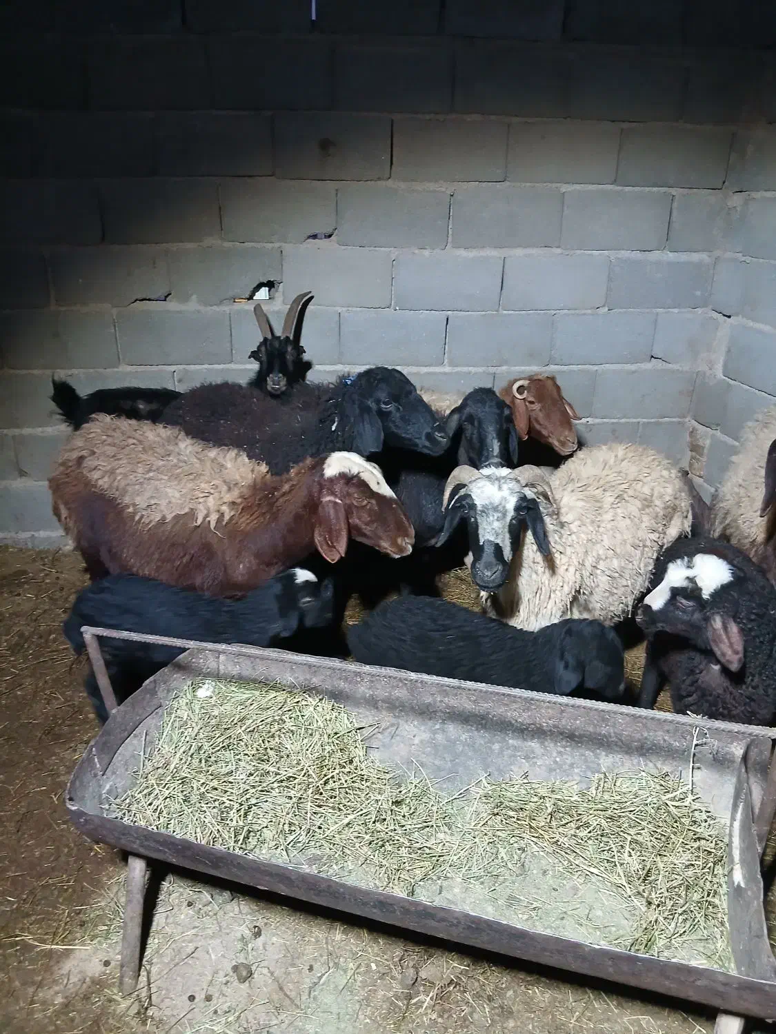 میش بره دار|حیوانات مزرعه|جوادآباد, |دیوار