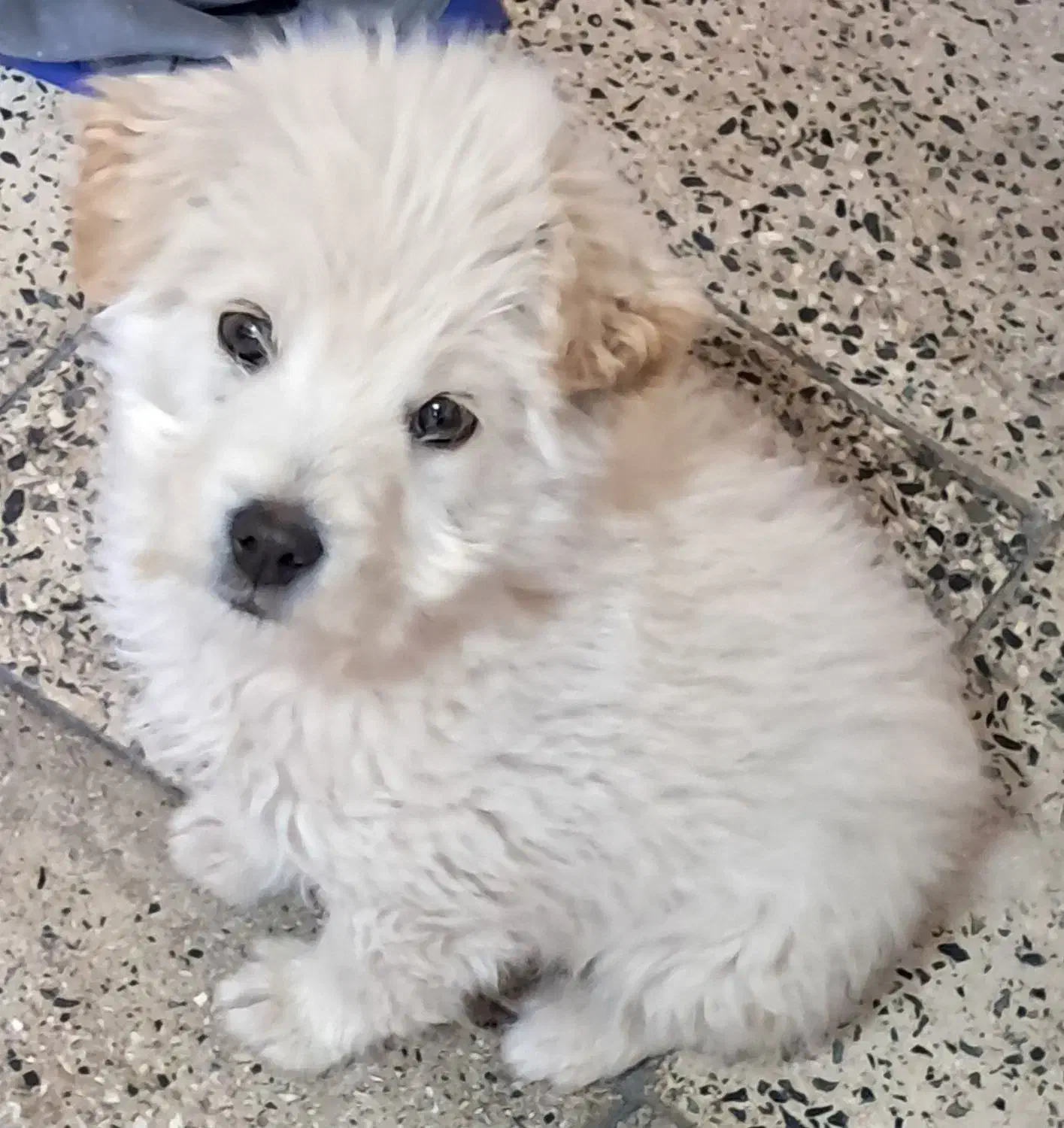 سگ شیتزو پاکوتاه|سگ|مرودشت, رودبال|دیوار