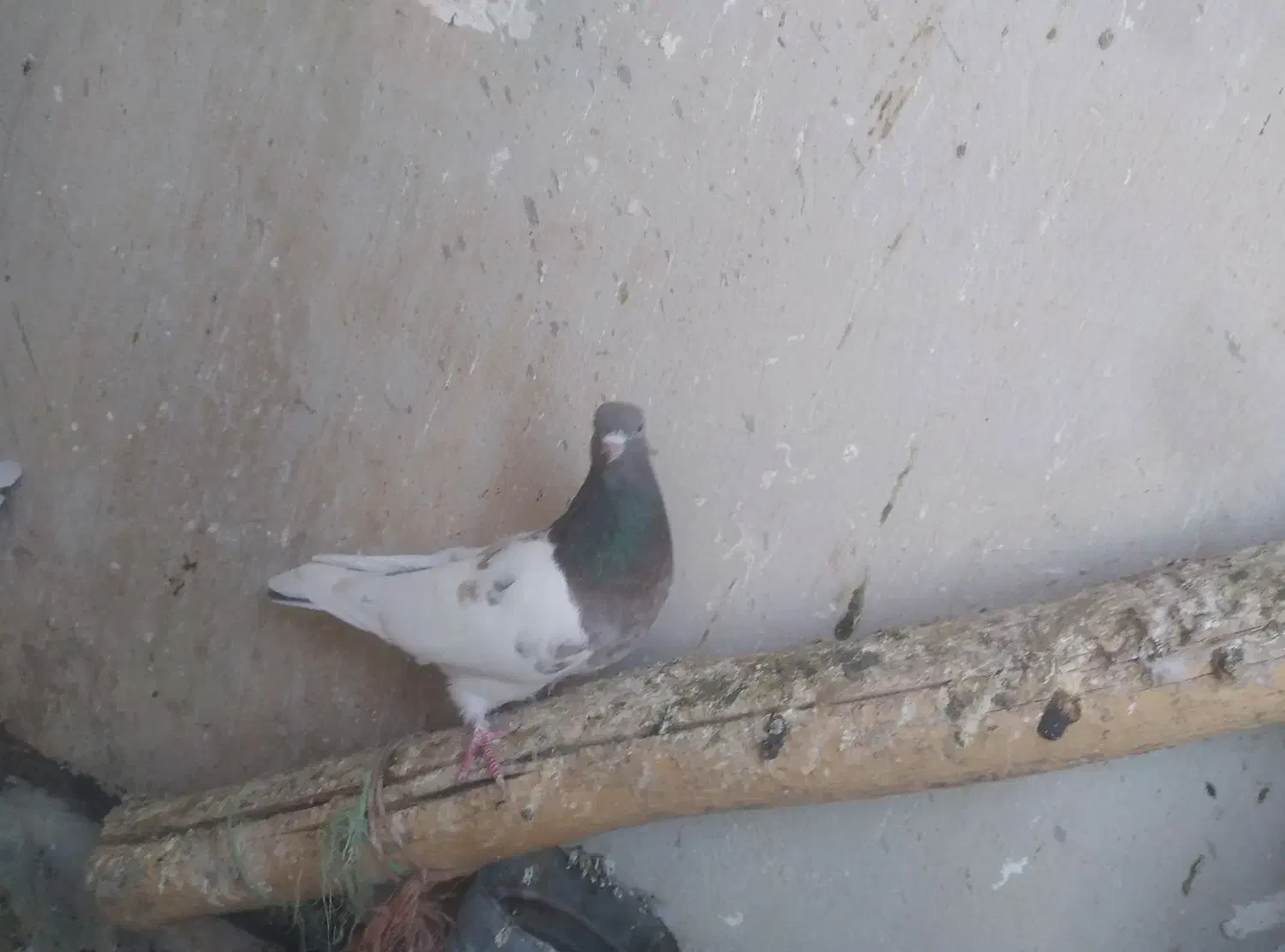 کبوتر کله|پرنده|شباب, |دیوار