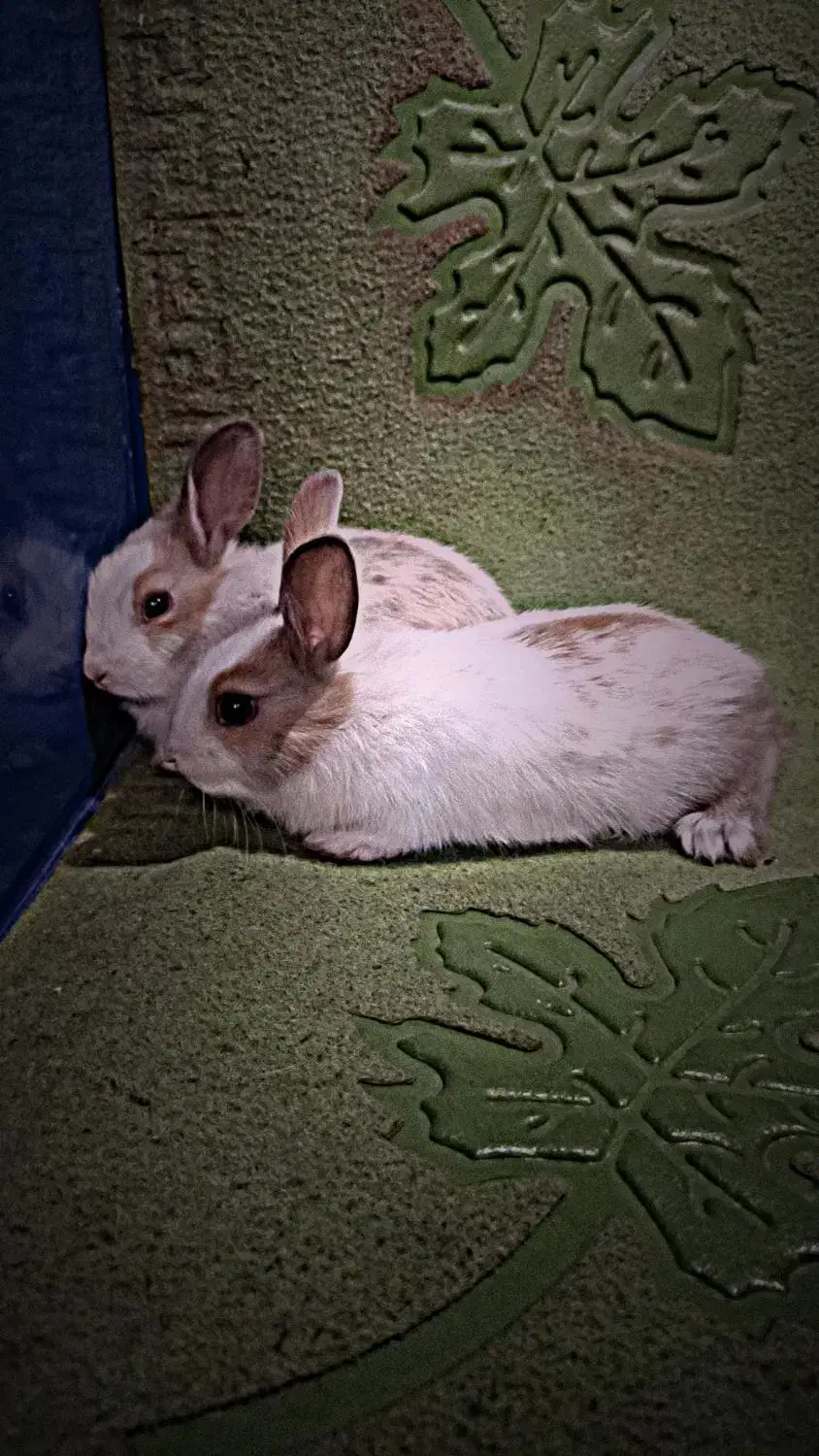 خرگوش مینیاتوری|موش و خرگوش|تهران, افسریه جنوبی|دیوار