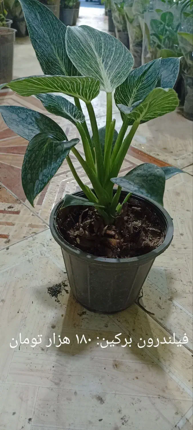 فیلدندرون برکین پُر برگ|گل و گیاه طبیعی|فردیس, شهرک ارم|دیوار