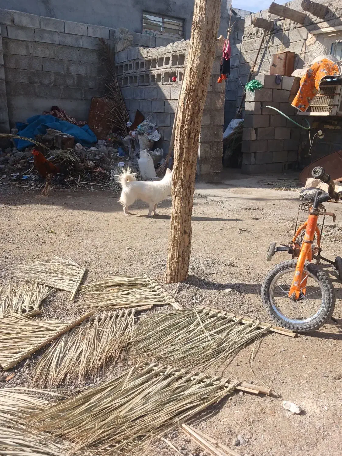 سگ پامر|سگ|میناب, |دیوار