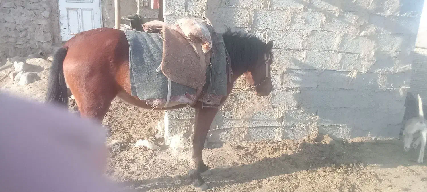 اسب ماده|اسب و تجهیزات اسب‌سواری|مشهد, سیس‌آباد|دیوار