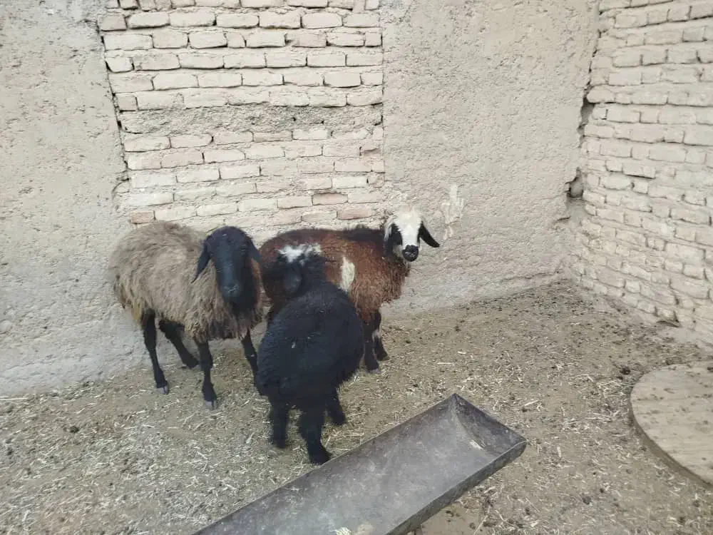 میش و بره|حیوانات مزرعه|فسا, |دیوار