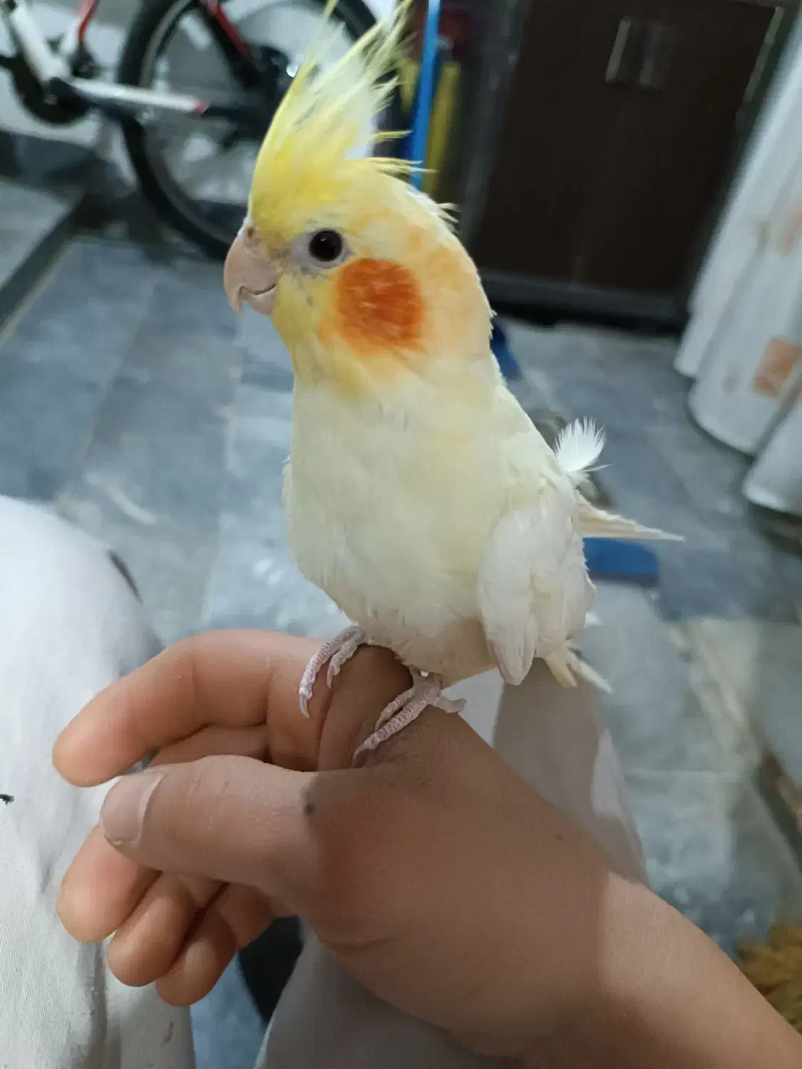 عروس هلندی ماده|پرنده|تبریز, |دیوار