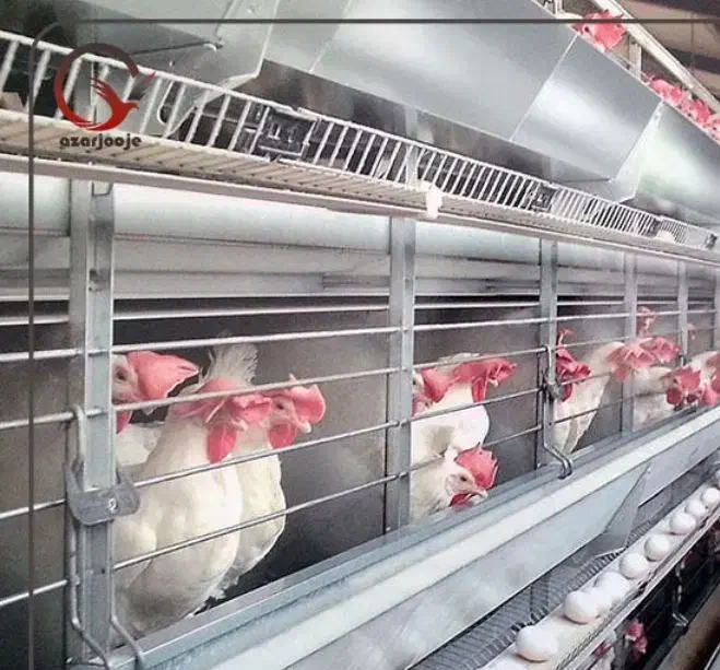 مرغ سفید تخمگذار|حراج|دهدشت, |دیوار