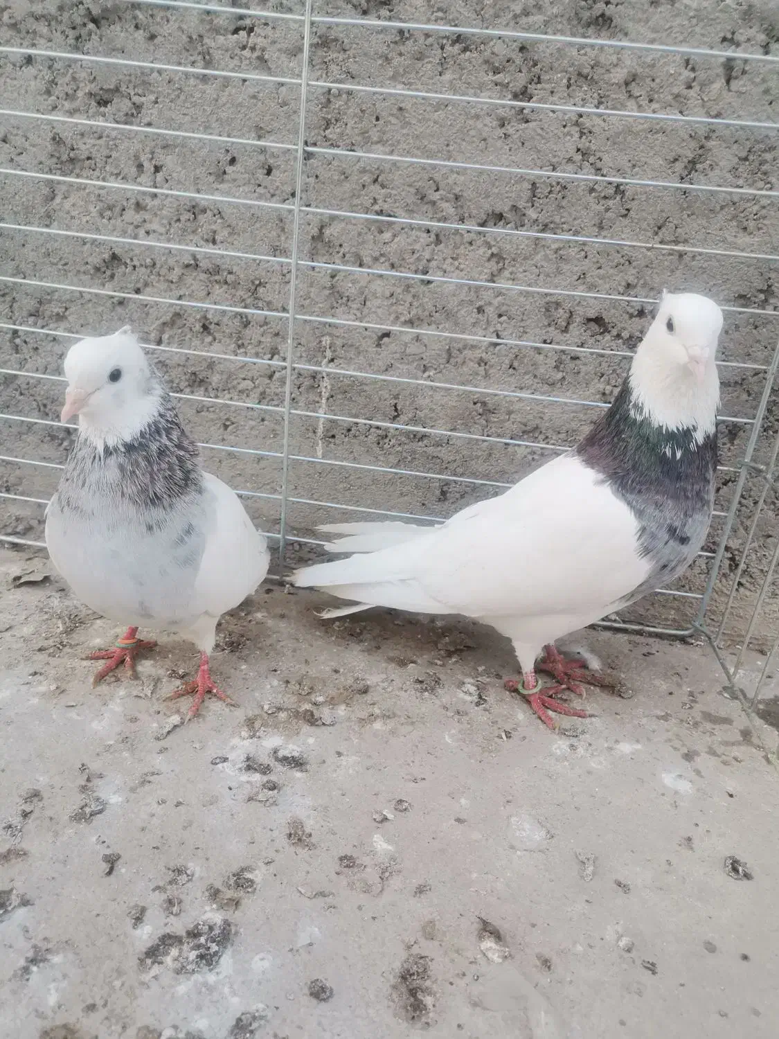 طوقی سرور و سرخ|پرنده|یزد, |دیوار