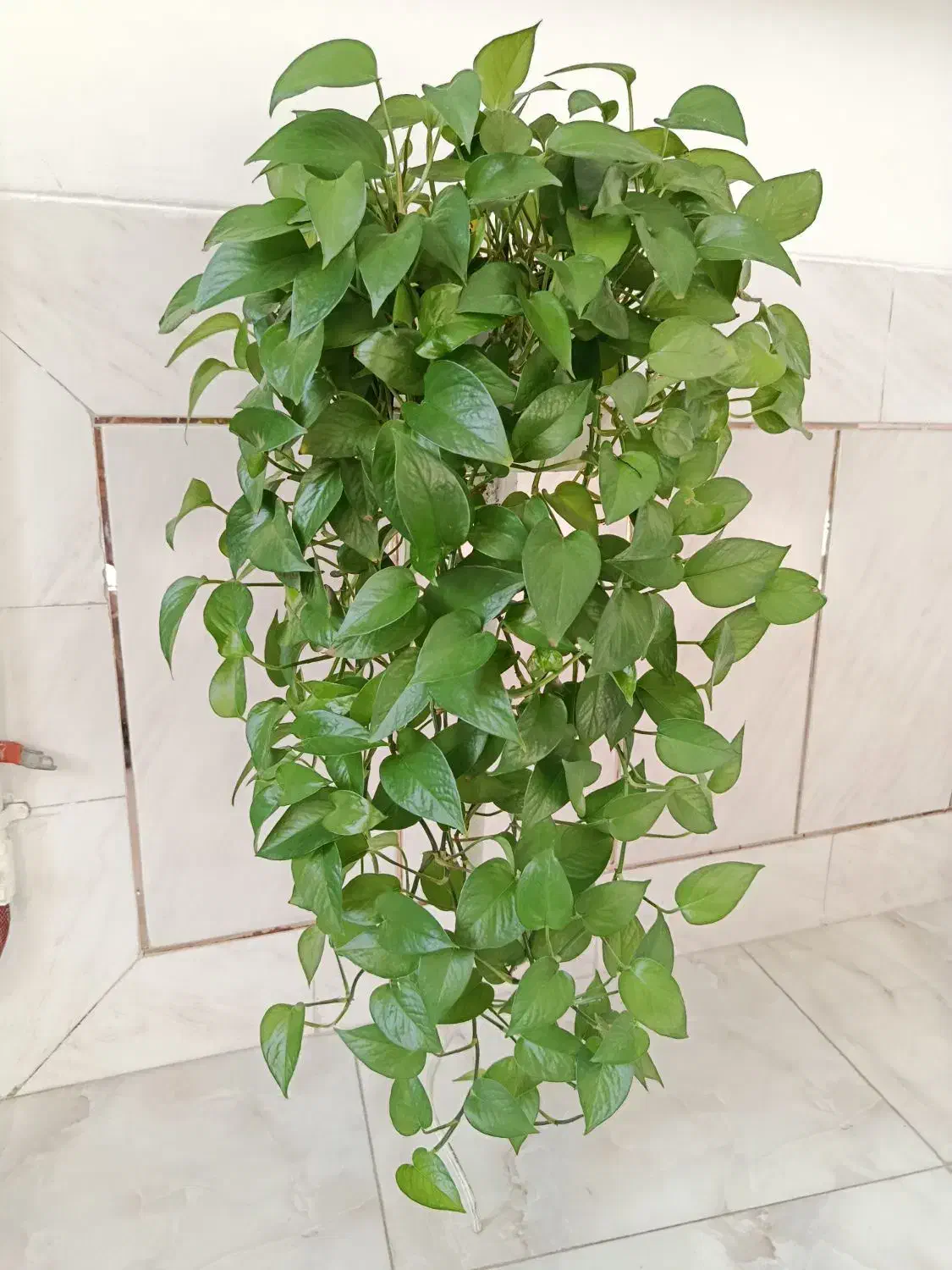 پتوس آبشاری سبز|گل و گیاه طبیعی|فلاورجان, |دیوار