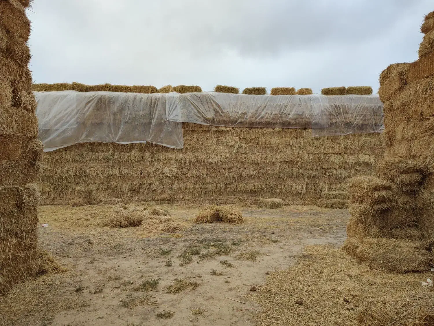 کاه شالی|حیوانات مزرعه|گنبد کاووس, |دیوار